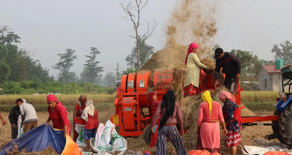 किसानलाई धान काट्न भ्याइनभ्याइ, उत्पादन बढ्ने अनुमान