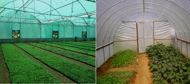 जम्मू–कश्मीरमा माटो विहिन तरकारी खेती