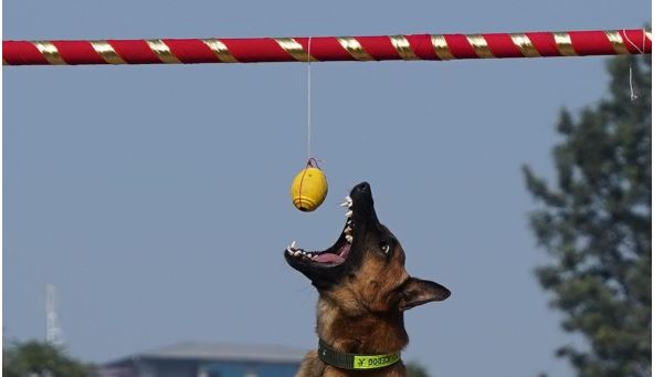 कुकुर तिहारः नेपाल प्रहरीको कुकुरको कला (फोटोफिचर)