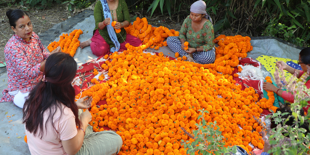 दिवाली–छठः किसानलाई आर्जनको अवसर
