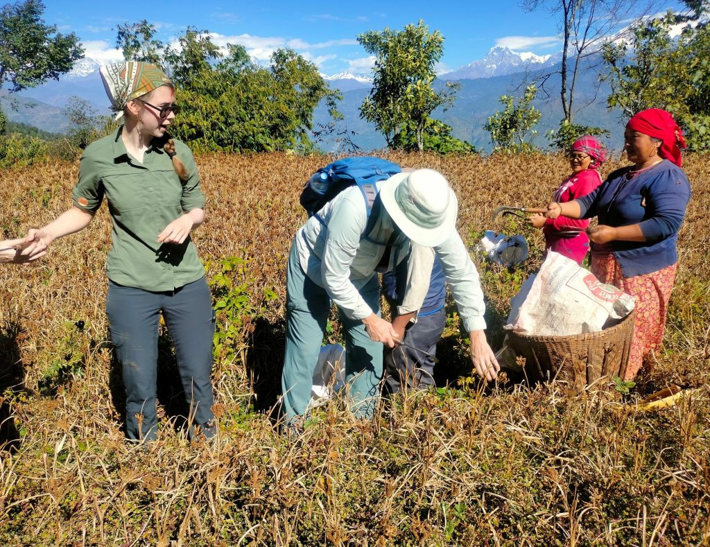 होमस्टेमा बाह्य पर्यटक कोदो टिप्छन्, साग केलाउँछन्