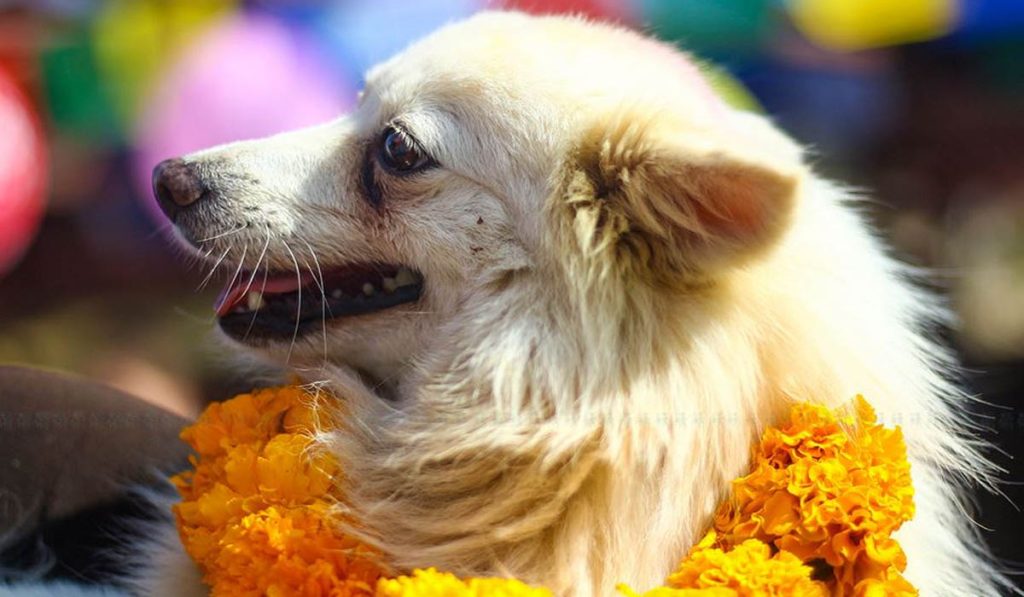 आज कुकरको पूजा गरी कुकुर तिहार मनाइँदै