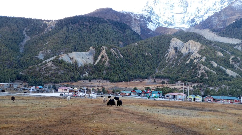 मनाङमा चिसो बढेपछि बेँसी सारिँदै गोठ