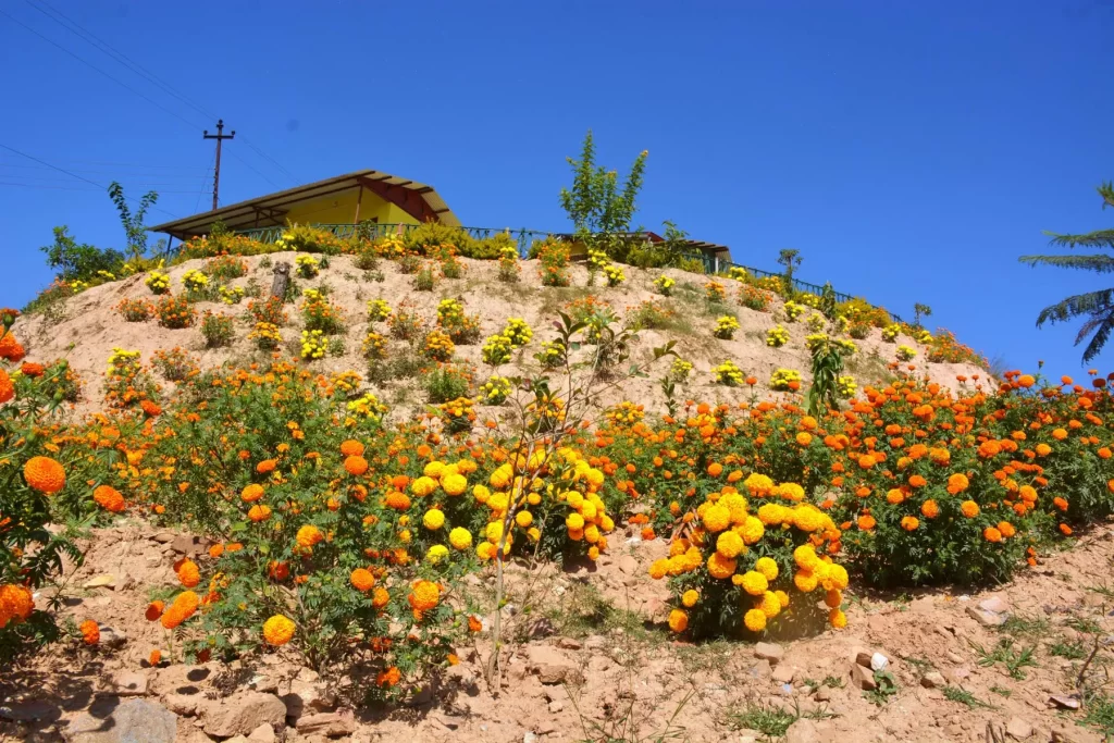 ‘पढ्दै कमाउँदै’ कार्यक्रमः तिहारका लागि विद्यालयमा फूल उत्पादन