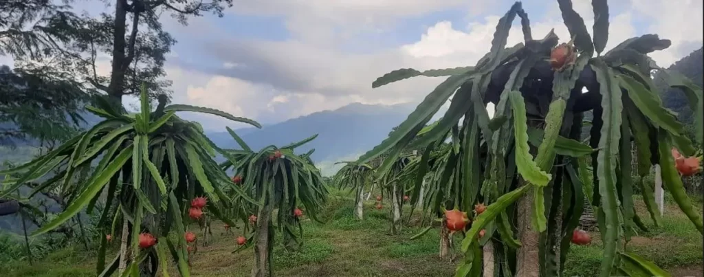 इलाममा ड्रागन फ्रुटको खेती विस्तार