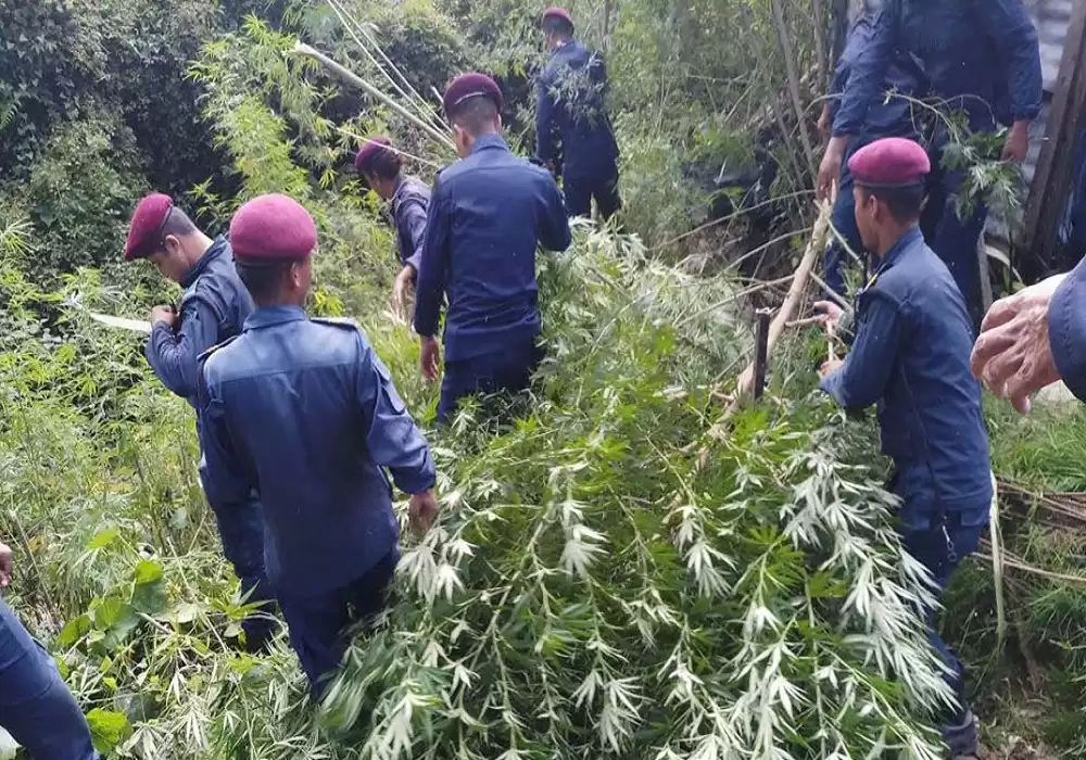 पर्सामा नौ हजार गाँजाको बोट नष्ट