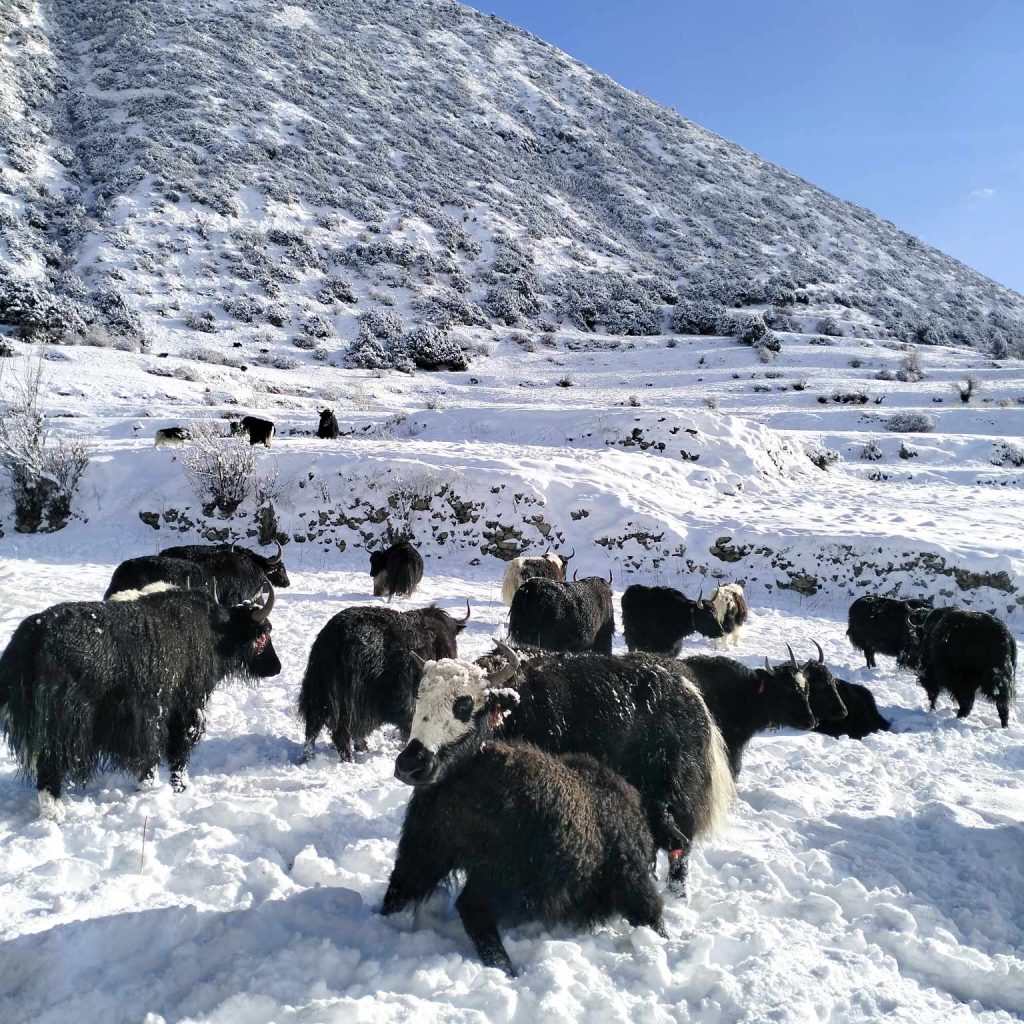 मनाङको तापक्रम माइनस १६ डिग्रीमा झर्यो