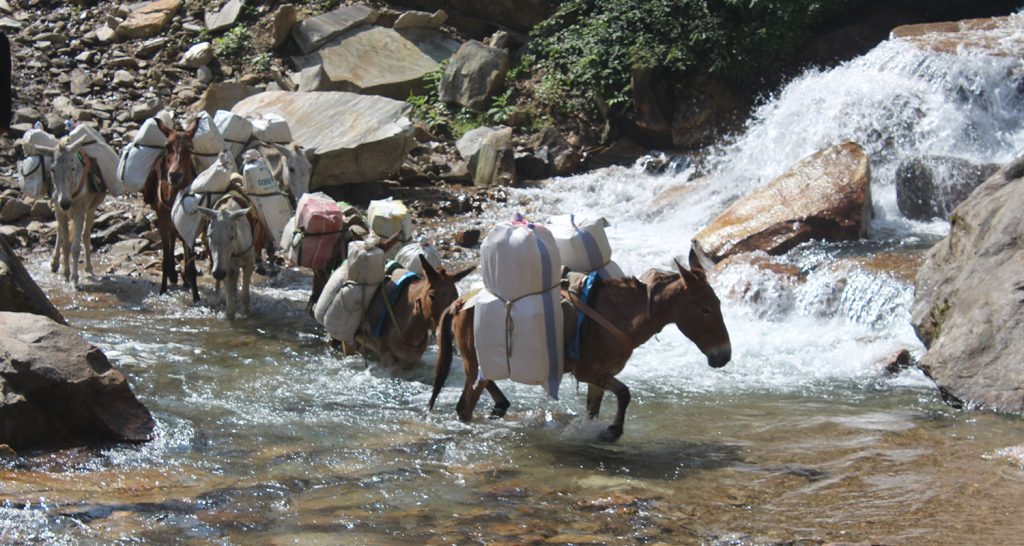उत्तरी गोरखाको सिर्दीबासमा खच्चडबाट चामल ढुवानी