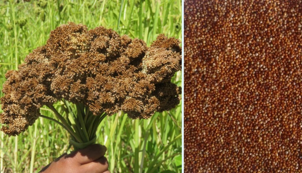 कोदो र फापर फलाउने किसानलाई अनुदान