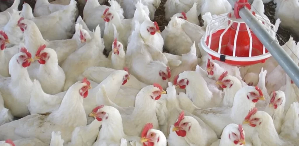 पोल्ट्री व्यवसायी भन्छन् – ‘व्यवसाय जोगाउने कि समाप्त पार्ने भन्ने राज्यको हातमा छ’