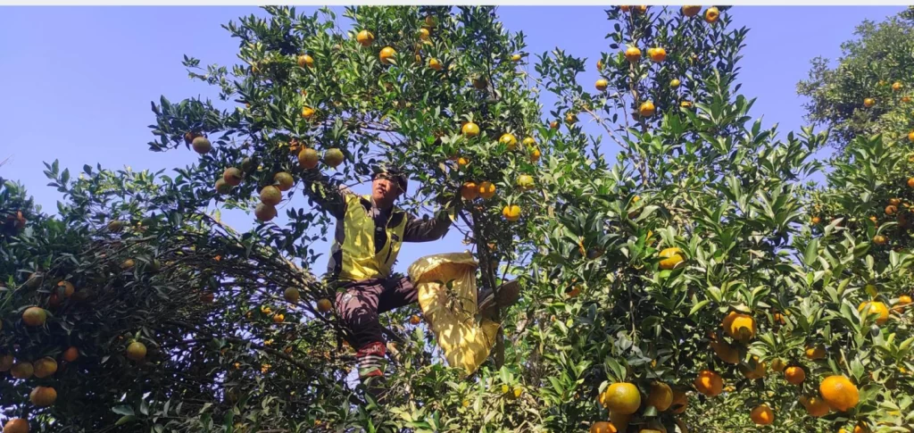 देवघाटका सुन्तला किसानलाई काठमाडौँ महानगरको सहयोग