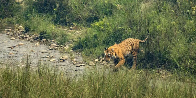 चितवन राष्ट्रिय निकुञ्जमा अब सहजै बाघ देख्न पाइने !