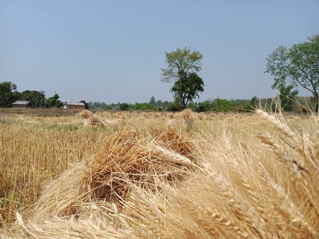 सरकारले गहुँको समर्थन मूल्य तोक्यो