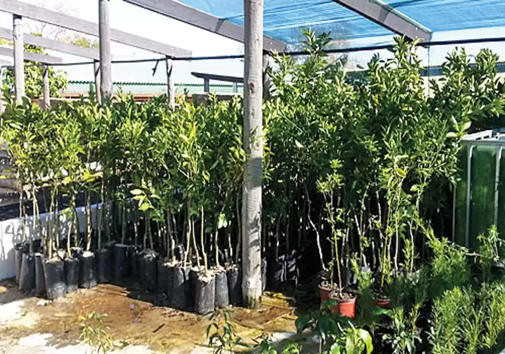 किसानलाई फलफूलको बेर्नामा अनुदान