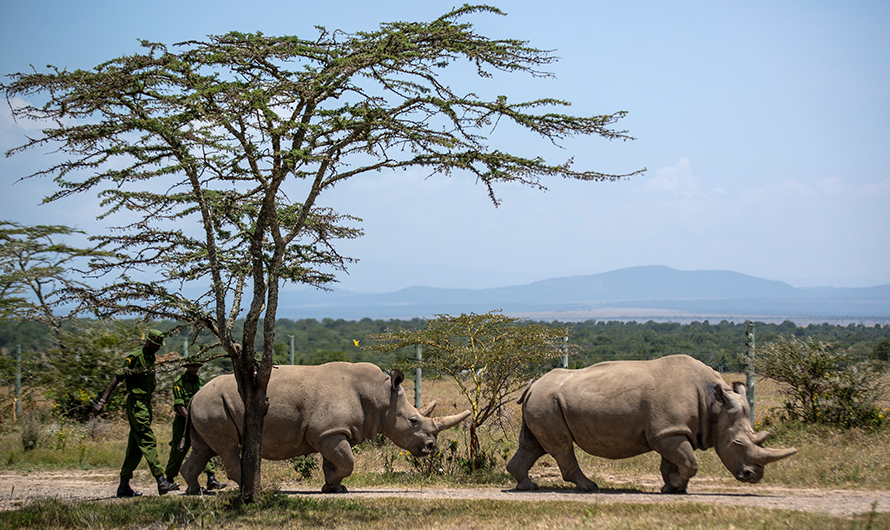 भ्रूण स्थानान्तरणबाट एक गैँडा गर्भवती, लोप हुने उपप्रजातिहरूलाई सहयोग पुग्ने आशा