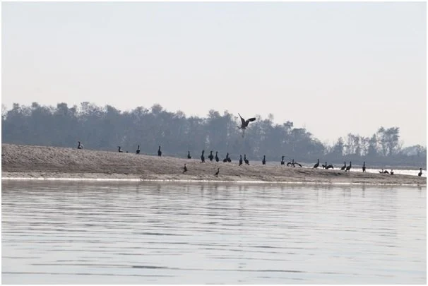 नारायणी नदी क्षेत्रमा ४१ प्रजातिका जलपक्षी भेटिए