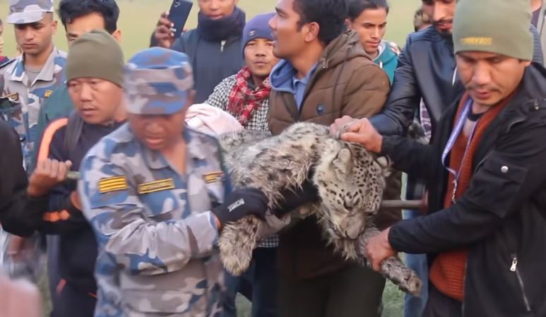 मोरङमा हिउँ चितुवा भेटिएकोप्रति संरक्षणकर्मीको चिन्ता, आफैँ मोरङ पुग्नु ‘असम्भव’