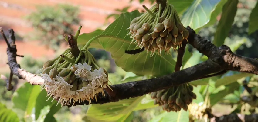 बागमतीमा चिउरी र चमेरो संरक्षण कार्यक्रम