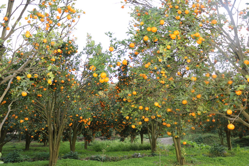सल्यानका किसान भन्छन्– बुढेसकालको पेन्सन हो सुन्तला खेती