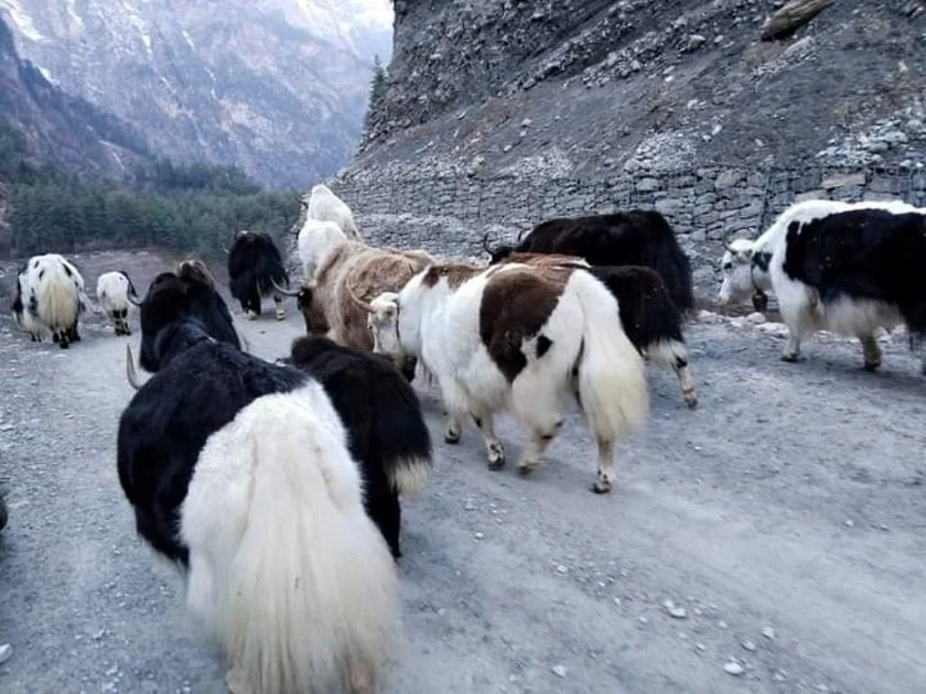 मुस्ताङका किसानलाई याक वितरण