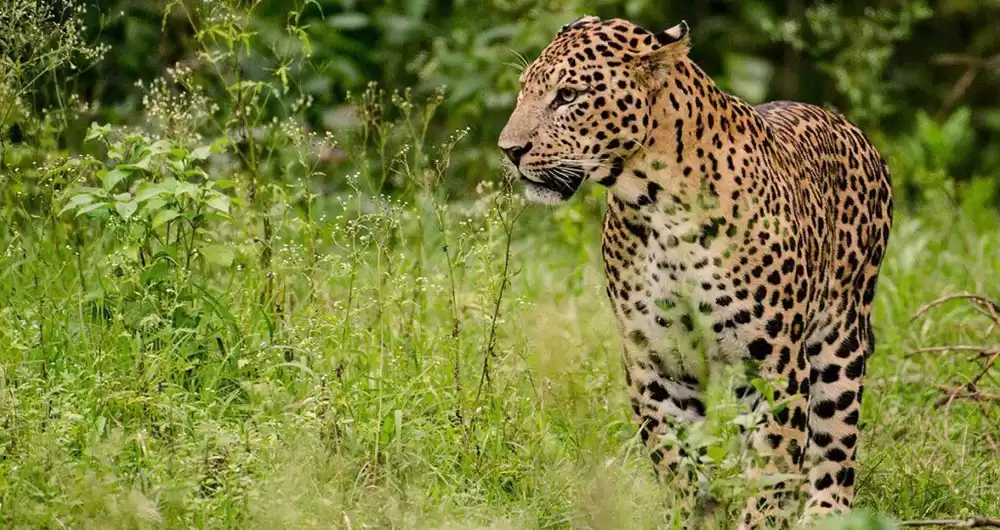 घरघरमा छिर्न थाले बाँदर र बँदेल, सडकमै देखिन्छन् चितुवा