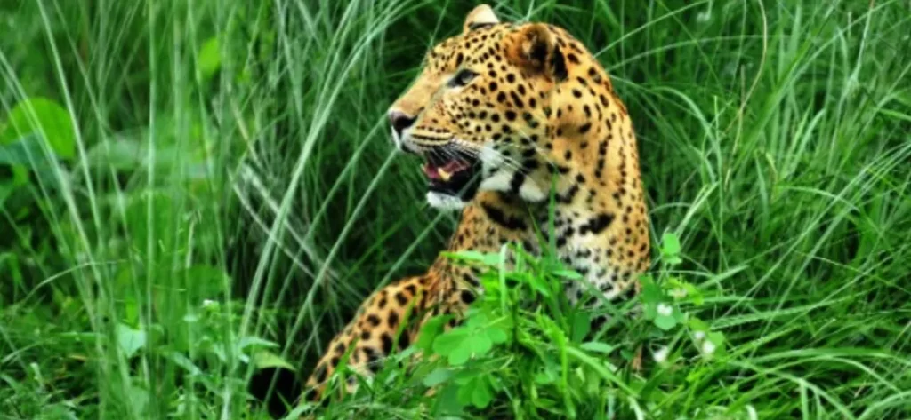 वन्यजन्तु बस्ती पस्न थालेपछि स्थानीय त्रसित