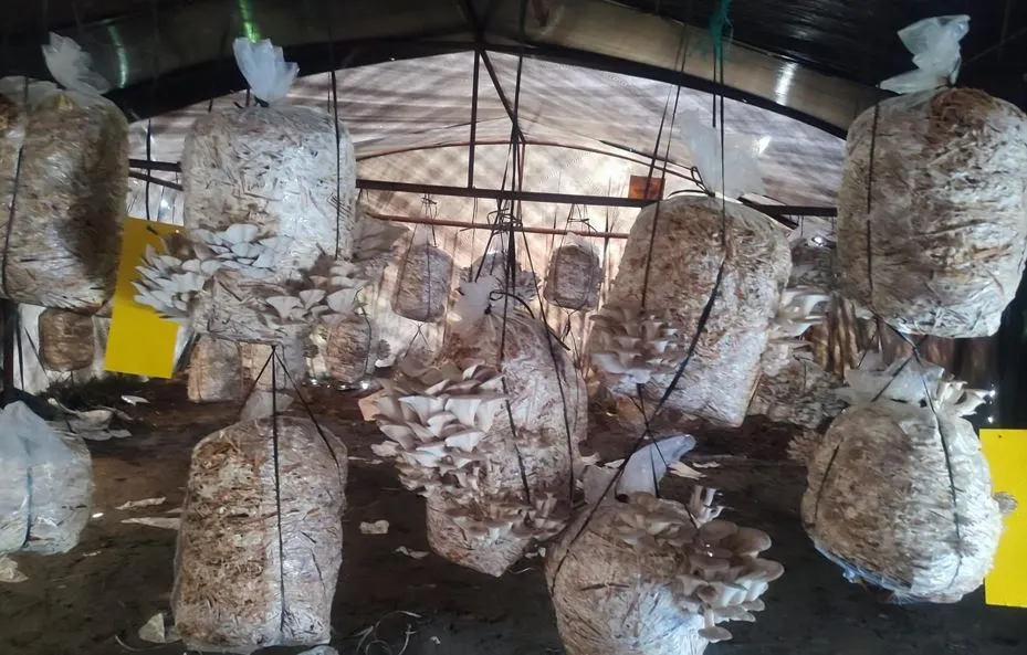 विद्यार्थीले उत्पादन गरेको च्याउ बजारमा