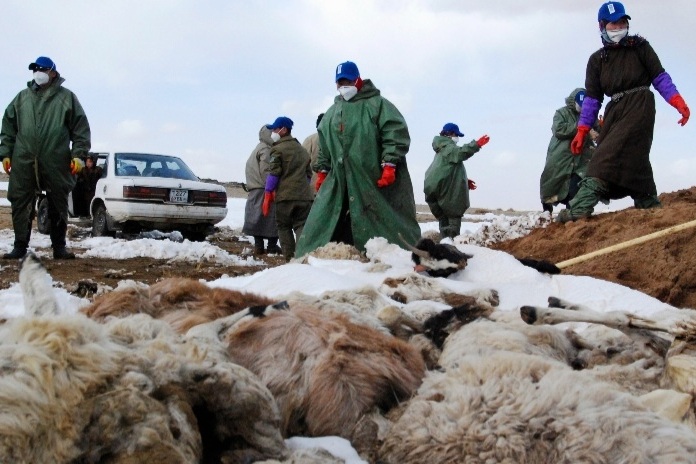 मंगोलियामा अत्यधिक चिसोले पाँच लाखभन्दा बढी पशुचौपाया मरे