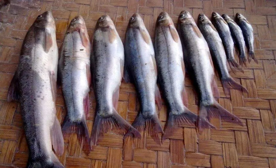 सङ्कटमा रिग्दी खोलाका असला माछा