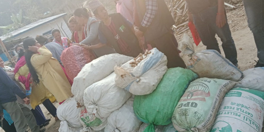 इलामको माङसेबुङमा बेसार प्रवर्द्धन सुरु