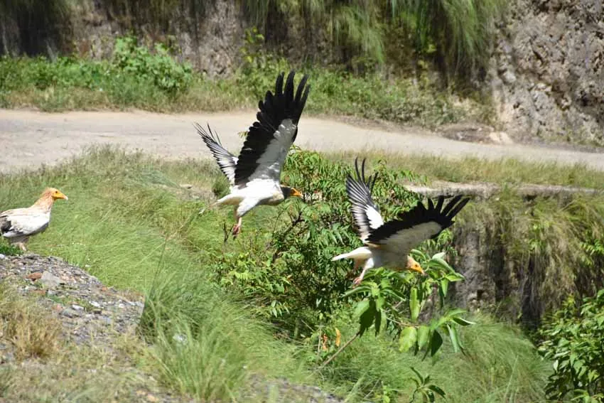 गुल्मीमा भेटिए तीन सय पाँच प्रजातिका चरा