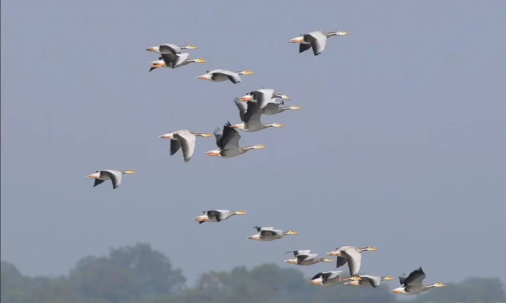 जाडो छल्ल नेपाल आएका चरा स्वदेश फर्किए