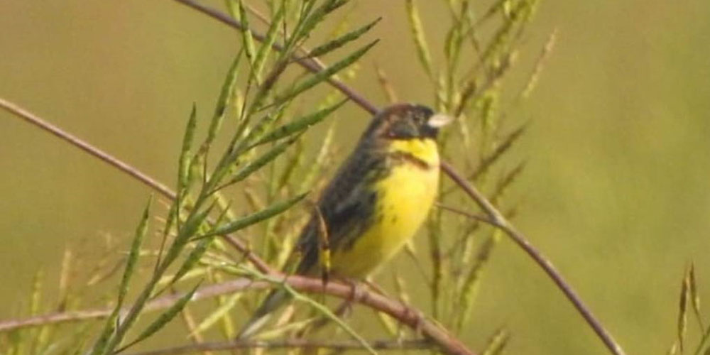 शुक्लाफाँटामा भेटियो विश्वकै दुर्लभ बगाले बगेडी चरा