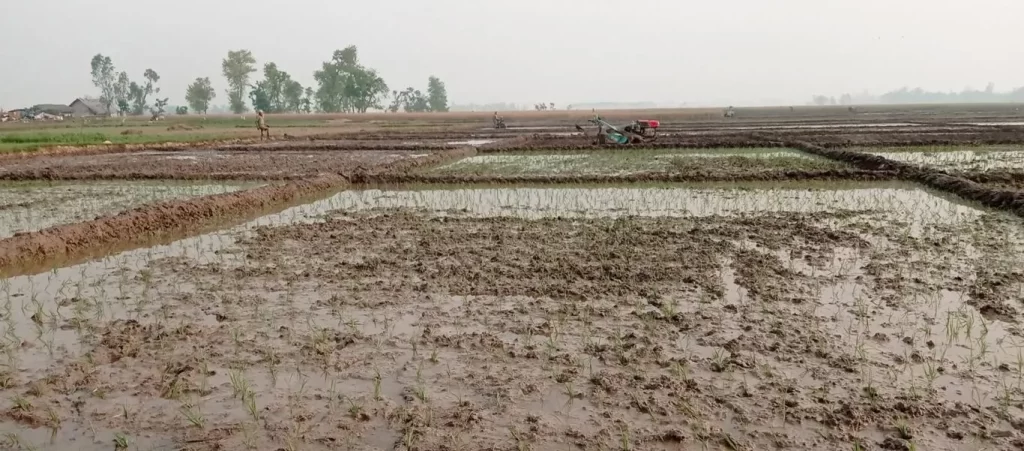 चैते धानमा किसानको आकर्षण बढ्दै