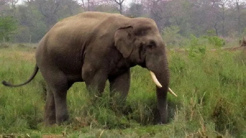 जंगली हात्तीको आक्रमणबाट दुई घाइते