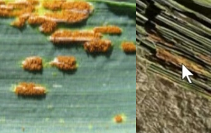 नेपालमा गहुँबालीको कालो सिन्दुरे रोगको प्रजाति फेला