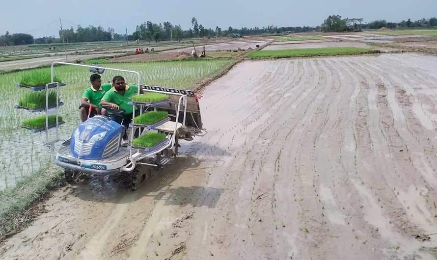 चैते धानखेतीमा झापाका किसानको आकर्षण बढ्दो