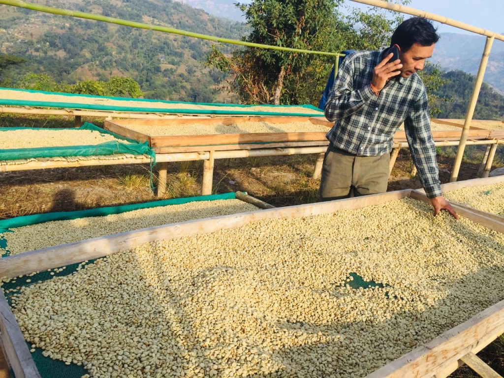 कफी खेतीबाट वार्षिक १३ लाख आम्दानीः ‘कृषि कर्म गरेर पनि मनग्य कमाउन सकिन्छ’