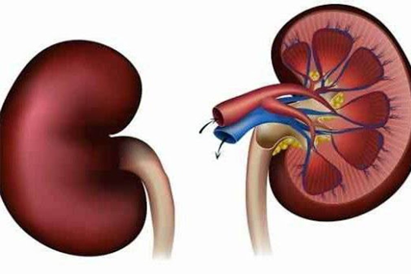 विश्व मृगौला दिवस नेपालमा पनि विविध कार्यक्रम गरी मनाइँदै