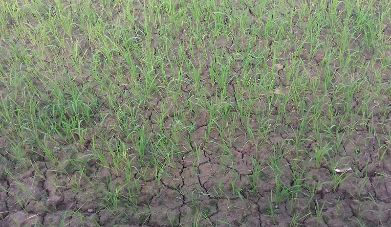 समयमा पानी नपर्दा सुक्न थाल्यो चैते धान