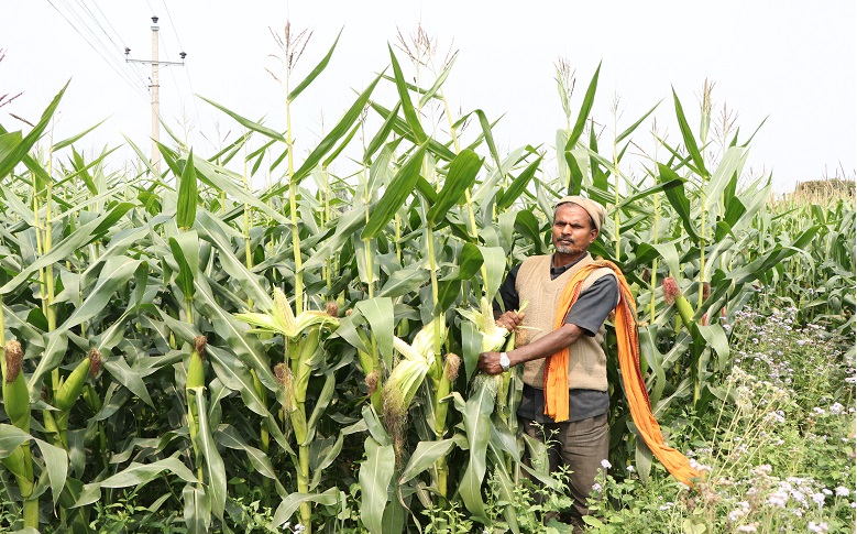 वर्णशङ्कर मकैका जातमा दाना नलागेको गुनासो, प्रभावित क्षेत्रमा स्थलगत अनुगमनका लागि कार्यदल गठन