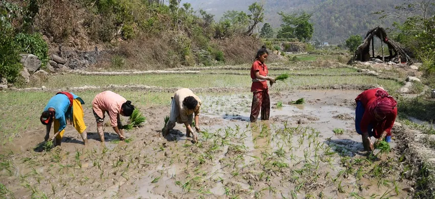 चैते धानमा किसानको आकर्षण