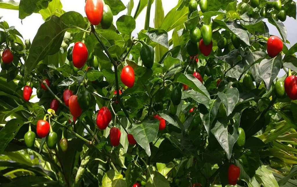 खुर्सानीखेतीमा सङ्क्रमणको समस्या