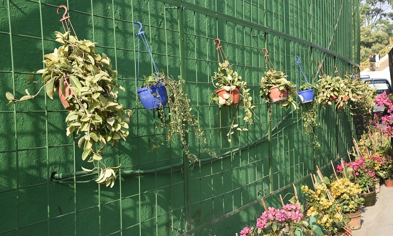 काठमाण्डौ महानगरले रत्नपार्कको भित्ते बगैँचामा २ सय वटा बिरुवा रोप्यो