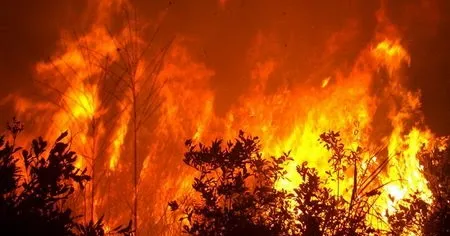 मंगोलियाको जंगलमा आगलागी बढ्यो