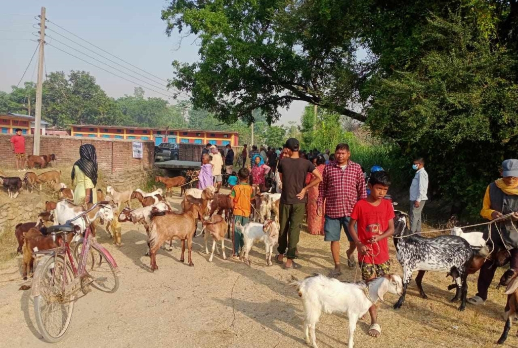 सात हजार पशुपन्छीको उपचार