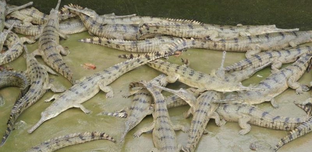 प्रजनन केन्द्रमा हुर्काइएका घडियाल नारायणीमा छाडियो