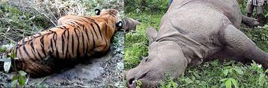 चितवन राष्ट्रिय निकुञ्जमा गैँडा र बाघ मृत फेला