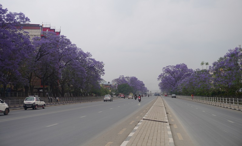 चक्रपथमा मनै लोभ्याउने जाकारान्डा फूल