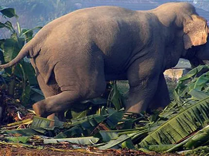 हात्तीको आक्रमणमा परी मारिएका परिवारलाई सात करोड राहत